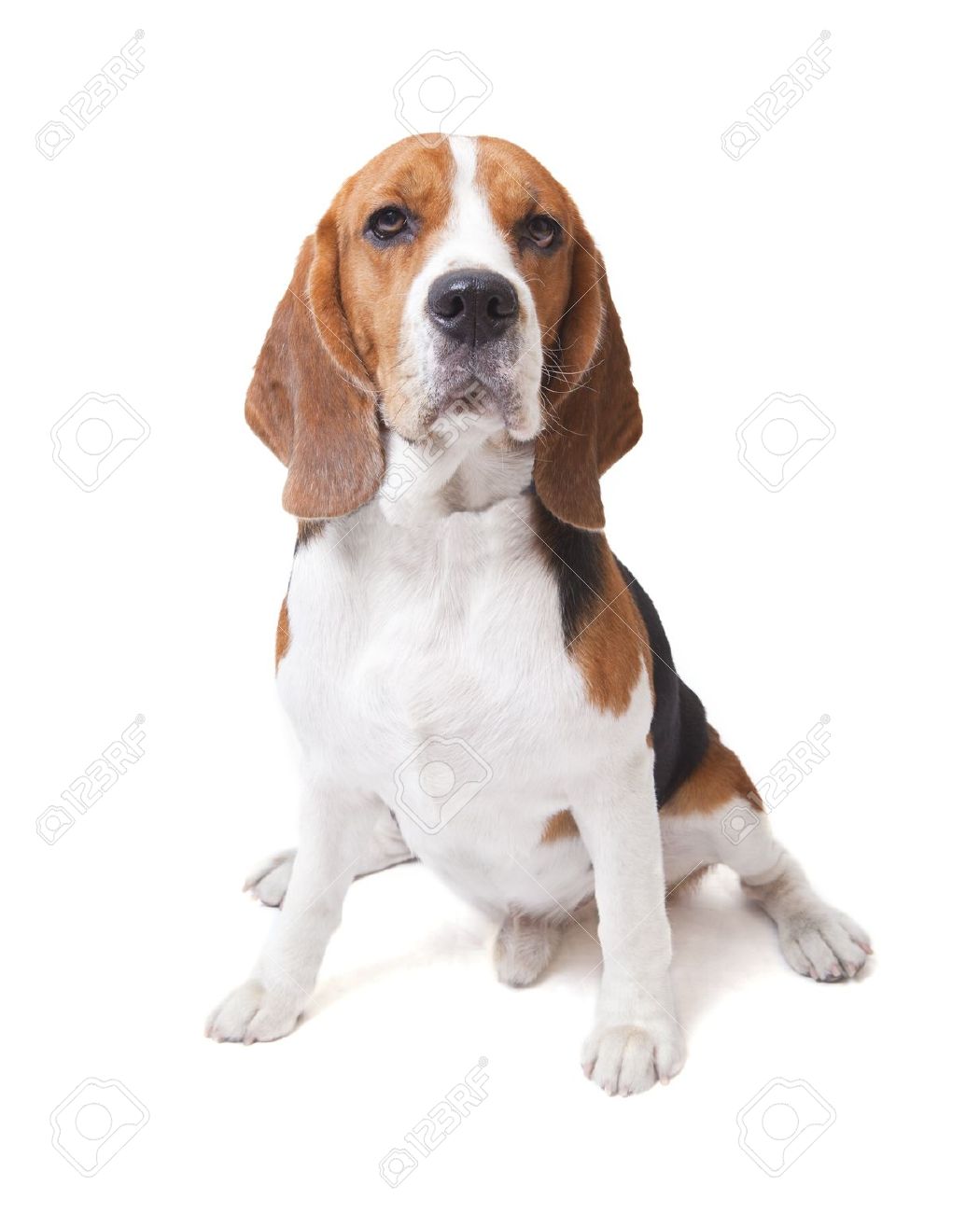 Male Beagle Dog Sitting