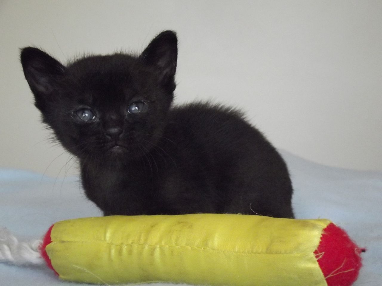 Male Bombay Kitten Picture