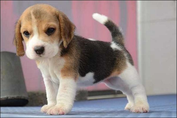 Miniature Beagle Puppy Picture
