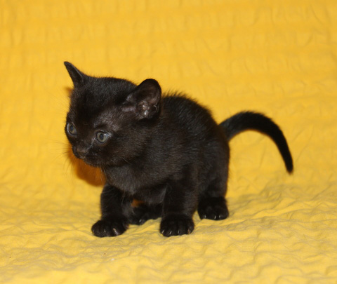 Miniature Bombay Kitten On Bed