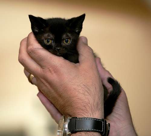 Miniature Bombay Kitten In Hands