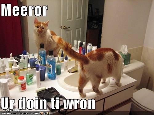 Mirror You Are Doing It wrong Funny Cat Picture
