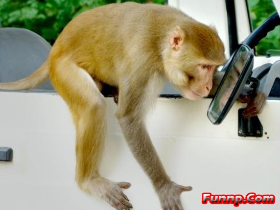 Monkey Seeing Himself In Car Mirror Funny Image