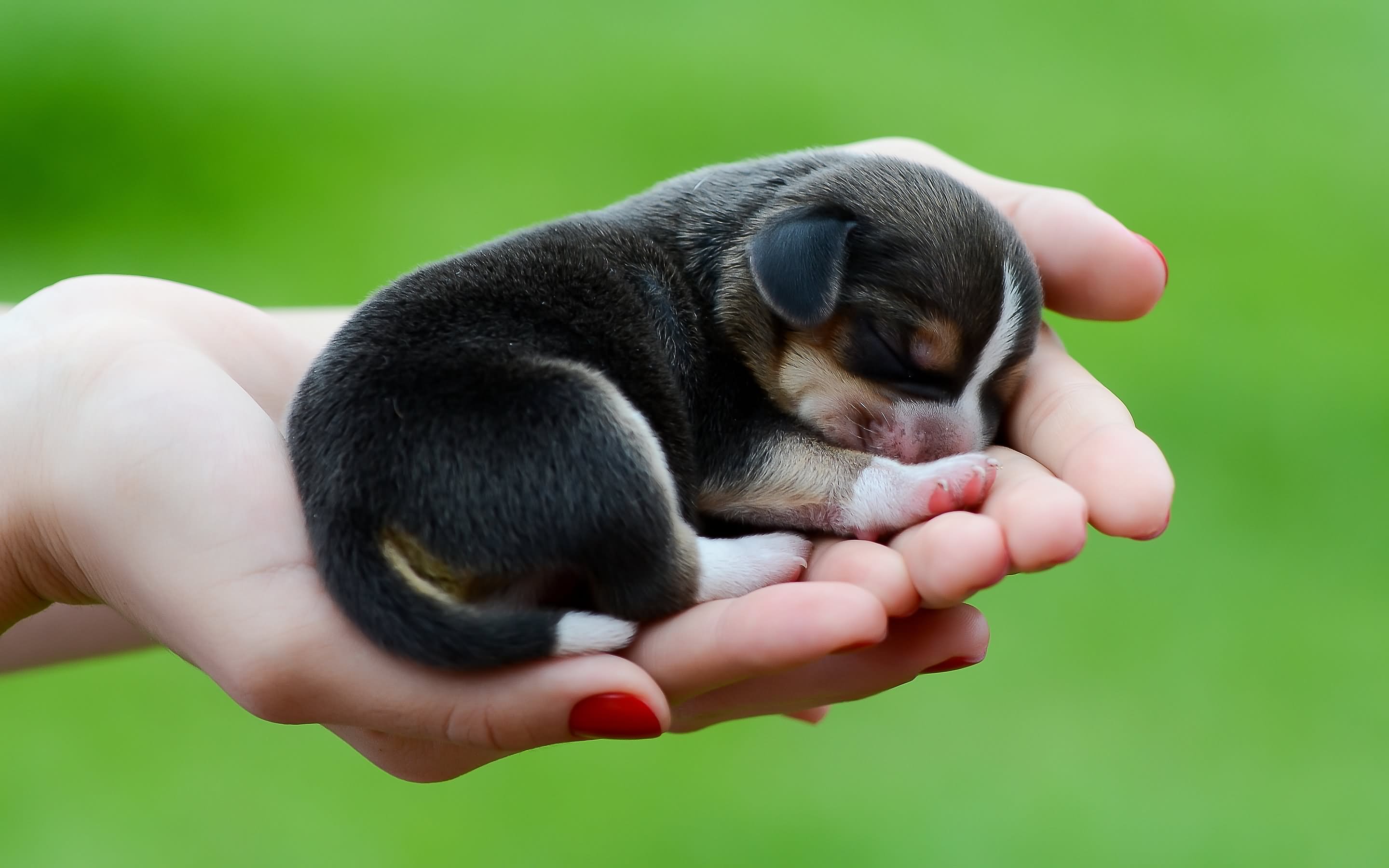 New Born Beagle Puppy