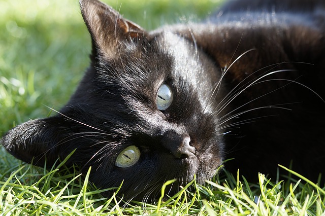 Odd Eyes Bombay Cat Laying On Grass