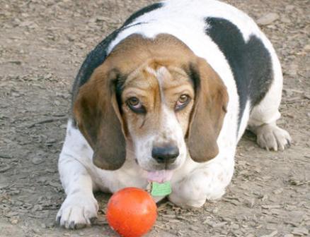 Overweight Beagle Dog Sitting