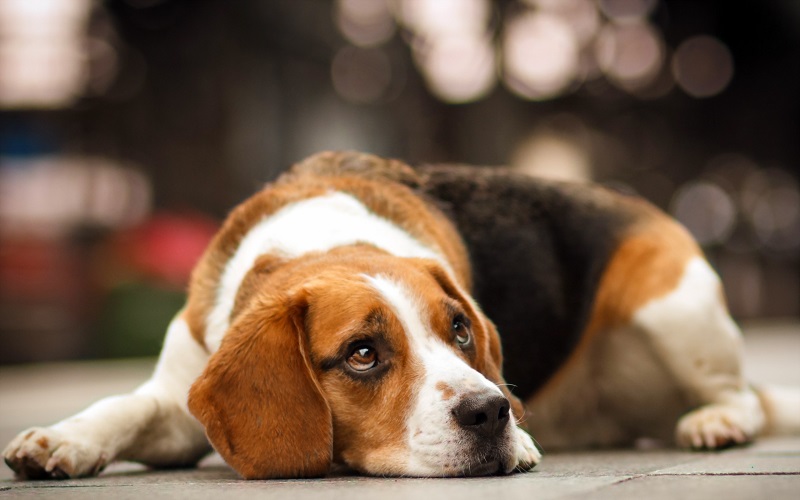 Sad Beagle Dog Laying Down