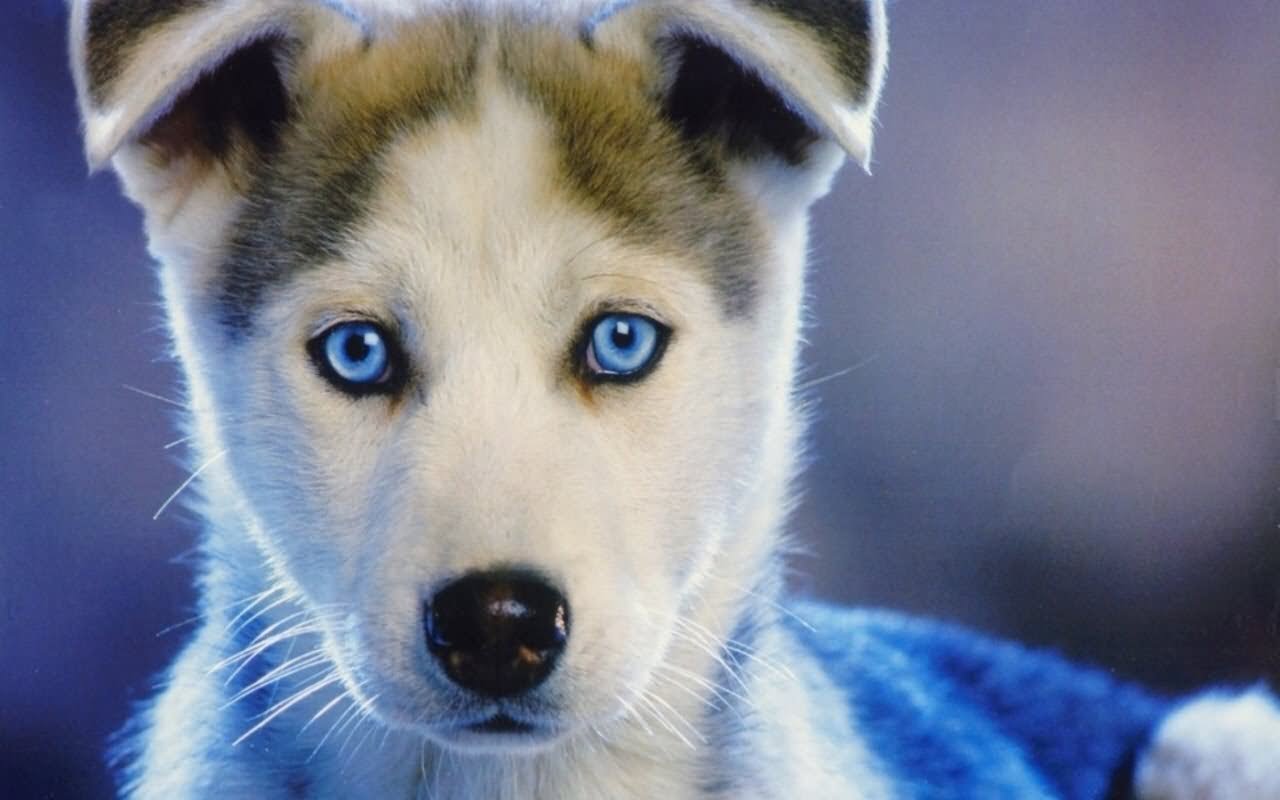 Siberian Husky Dog Face Picture