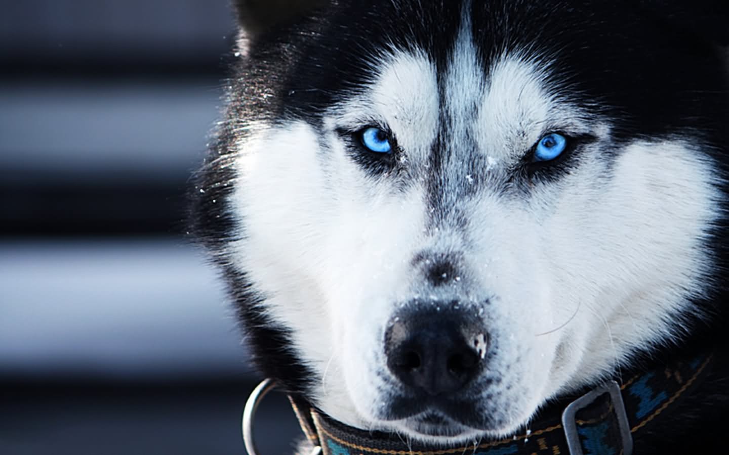 Siberian Husky Dog Face With Blue Eyes