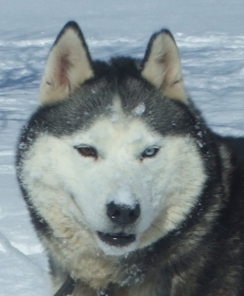 Siberian Husky Dog Playing In Snow Photo