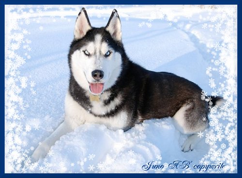 Siberian Husky Dog Sitting On Snow