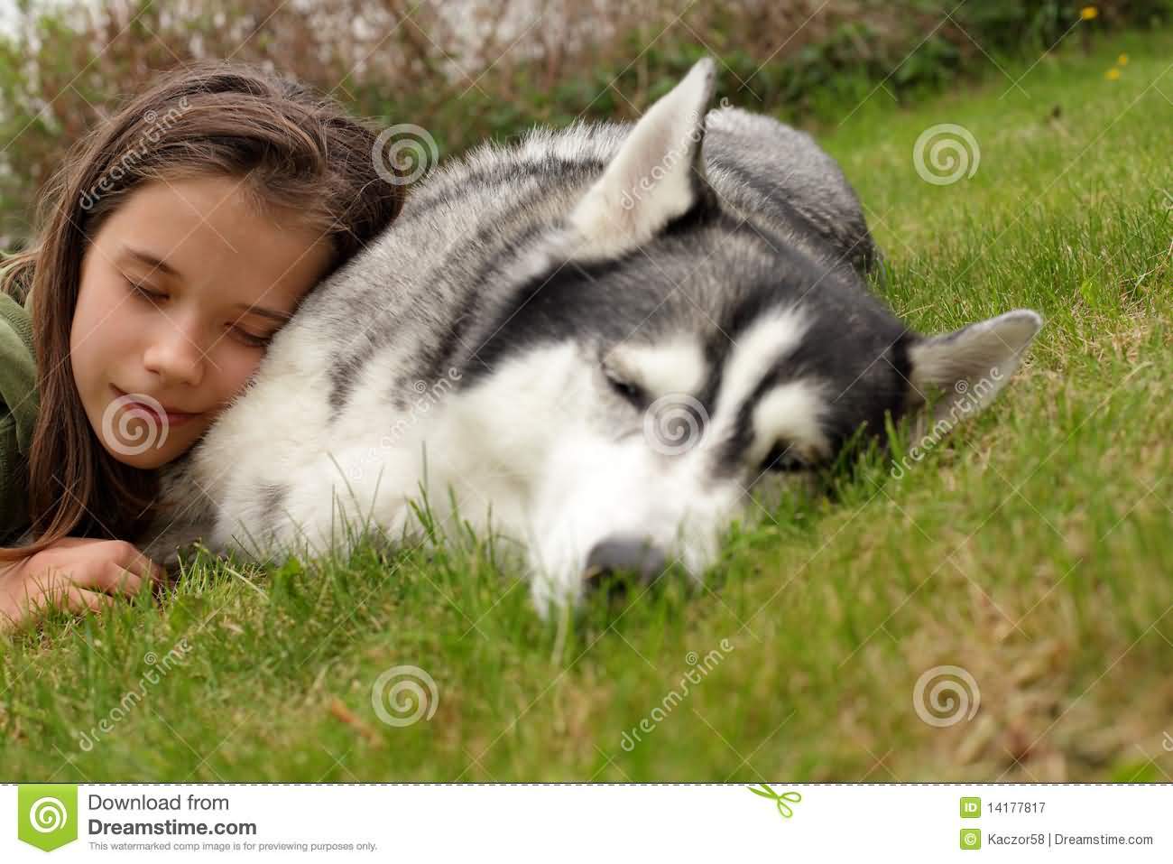 Siberian Husky Dog Sleeping With Girl