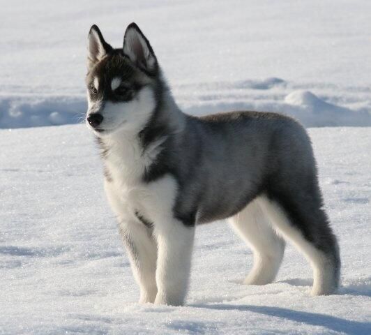 Siberian Husky Dog Standing On Snow