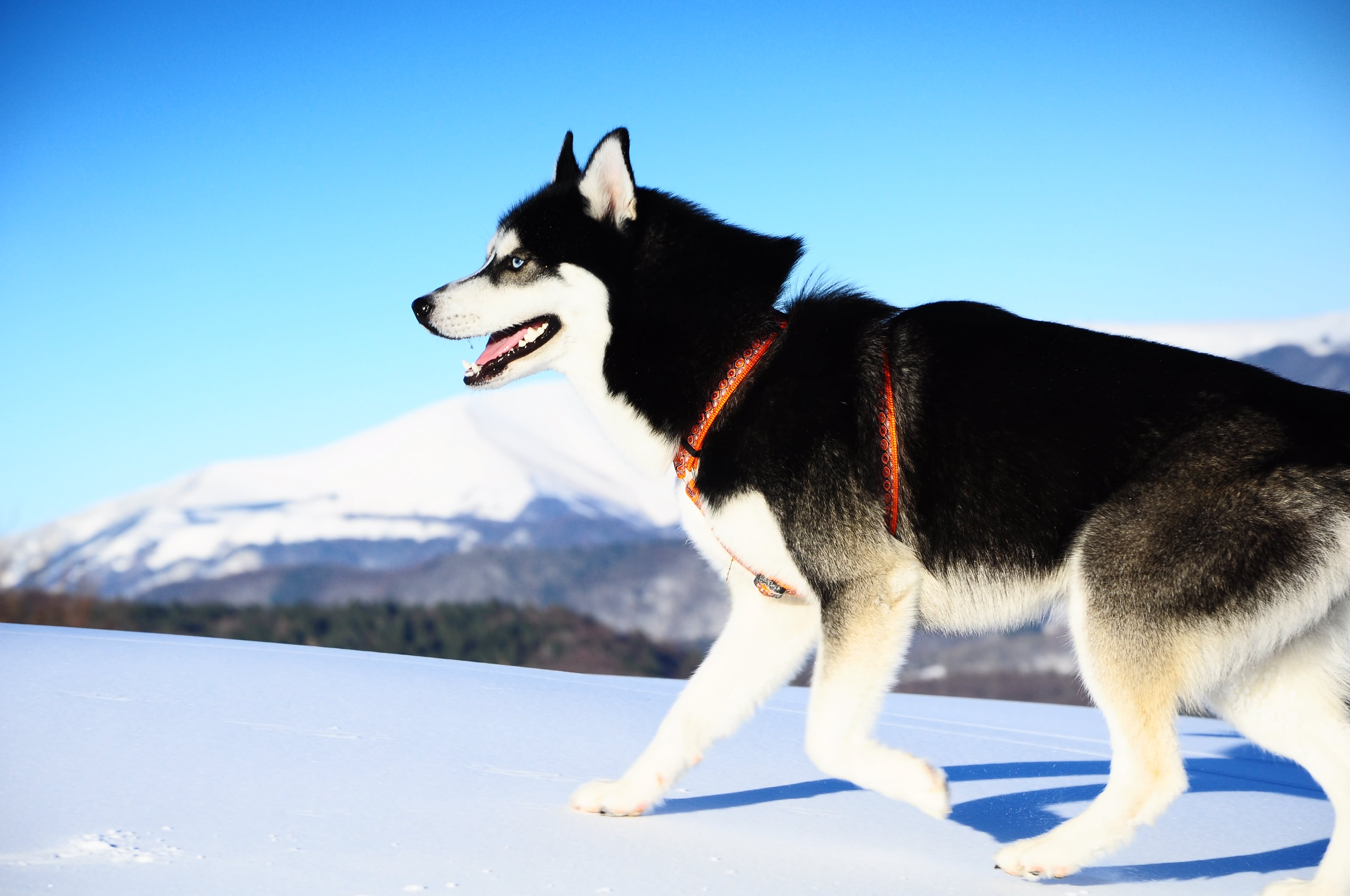 Siberian Husky Dog Walking On Snow