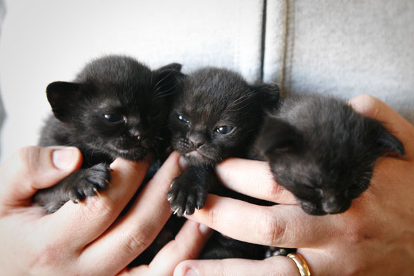 Three Black Bombay Kittens In Hand