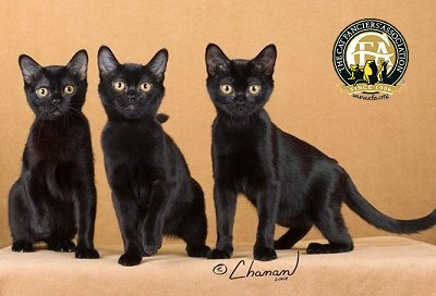 Three Bombay Kittens Picture