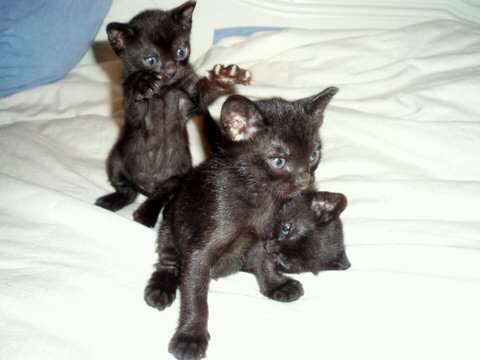 Three Bombay Kittens Playing