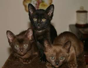 Three Bombay Kittens