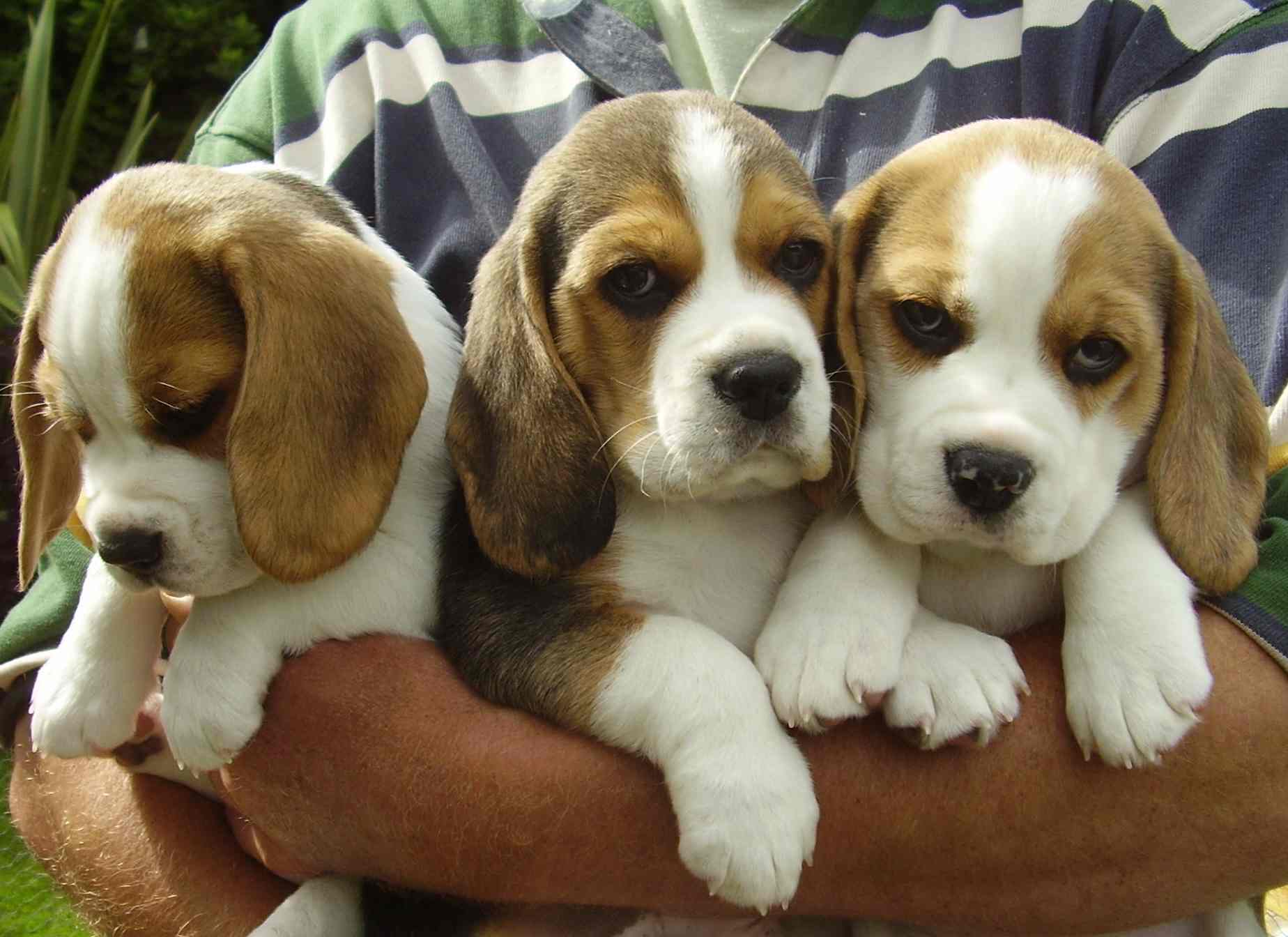 Three Cute Beagle Puppies In Arms