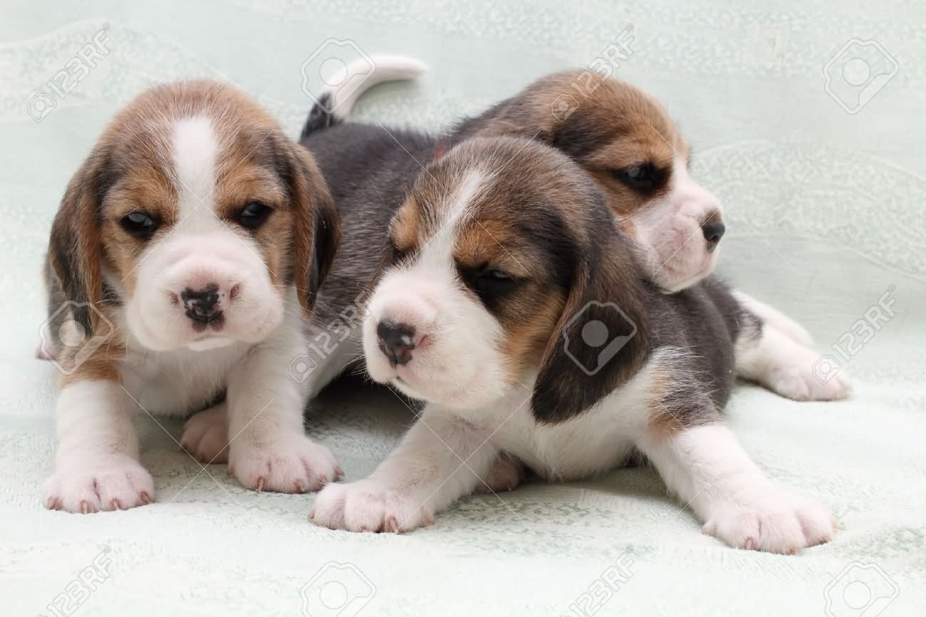 Three Cute Beagle Puppies