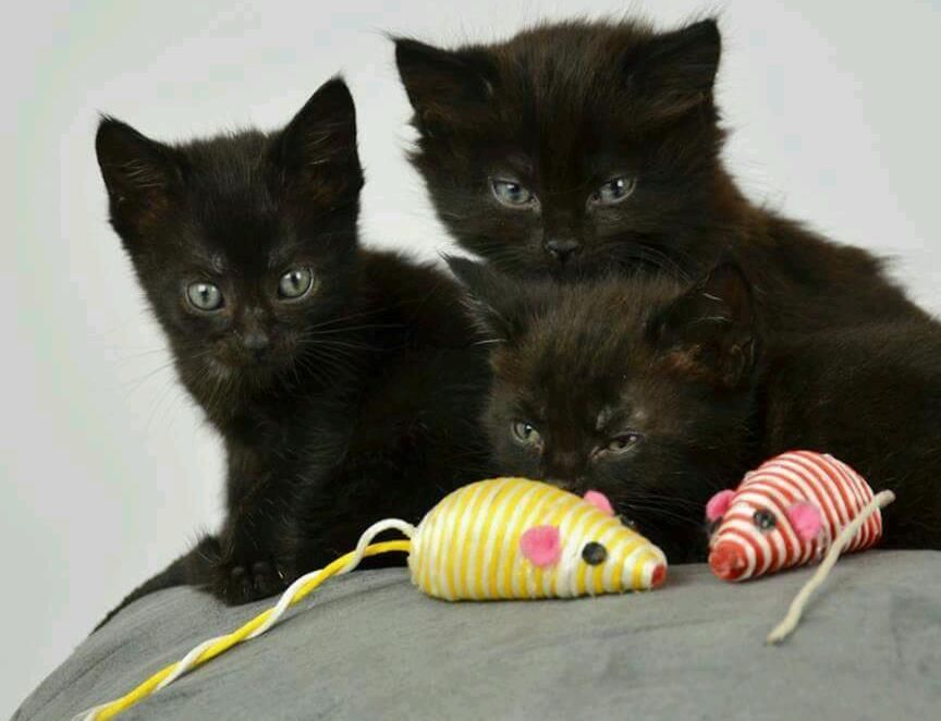 Three Cute Bombay Kittens Picture