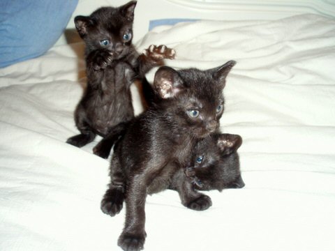 Three Cute Bombay Kittens Playing