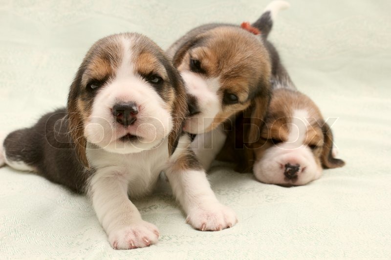 Three Cute New Born Beagle Puppies