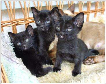 Three Little Bombay Kittens