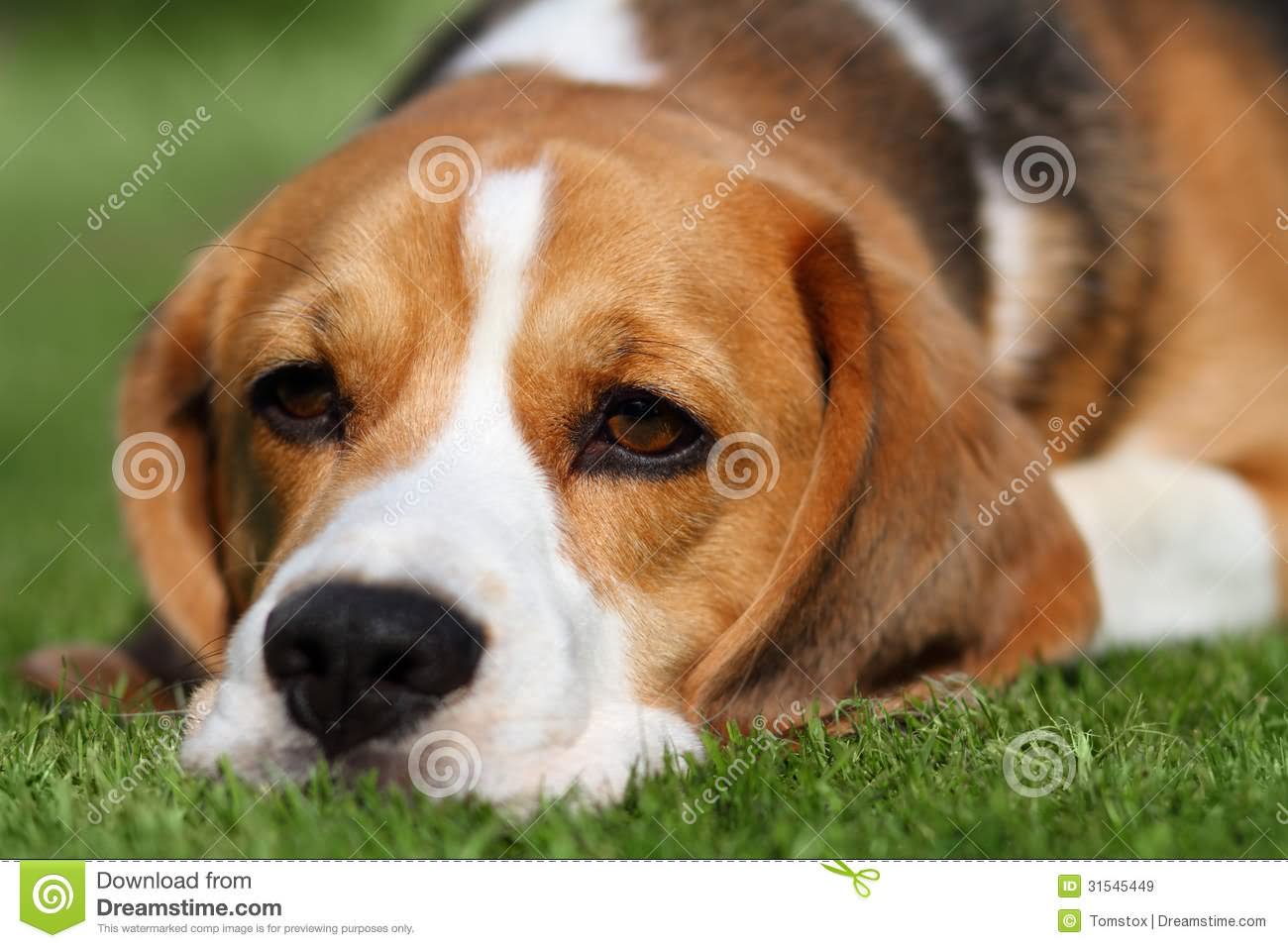 Tired Beagle Dog Laying On Grass