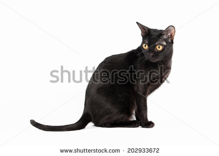 Traditional Bombay Cat