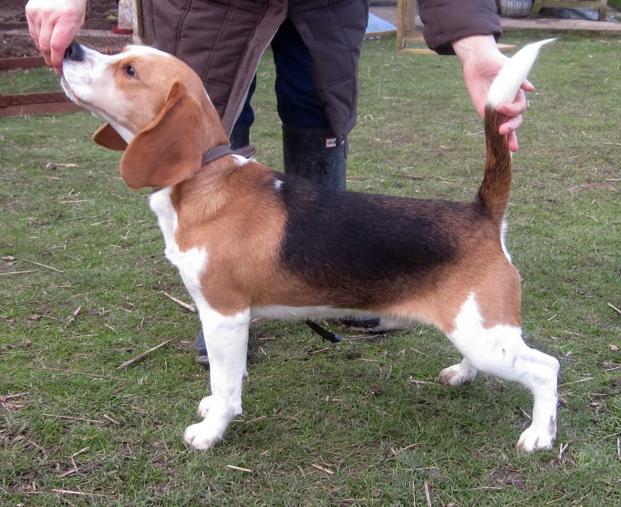 Tricolor Beagle Dog Outside