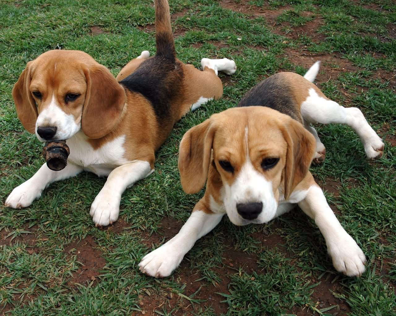 Two Beagle Puppies Sitting Outside