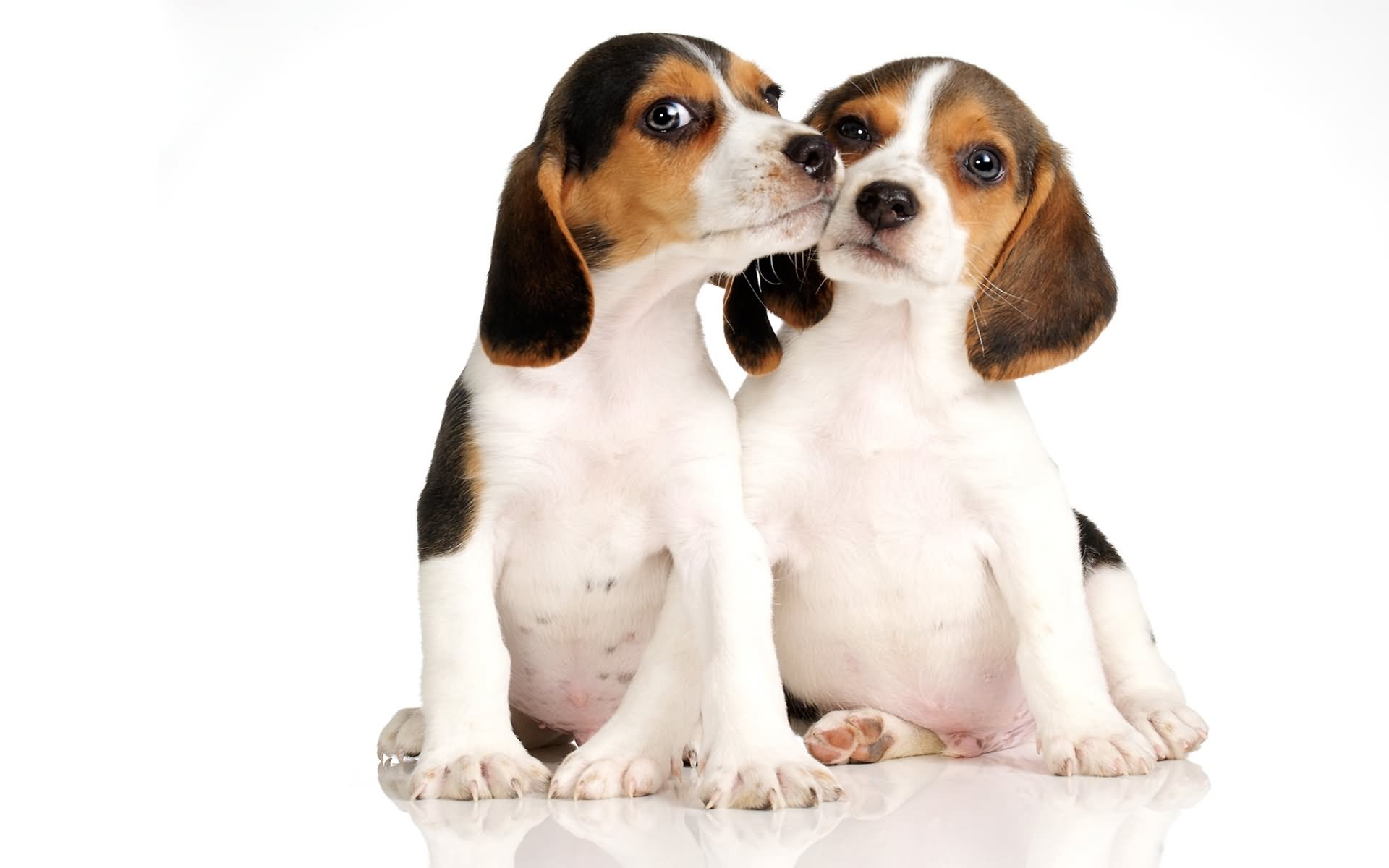Two Cute Beagle Puppies Kissing Picture