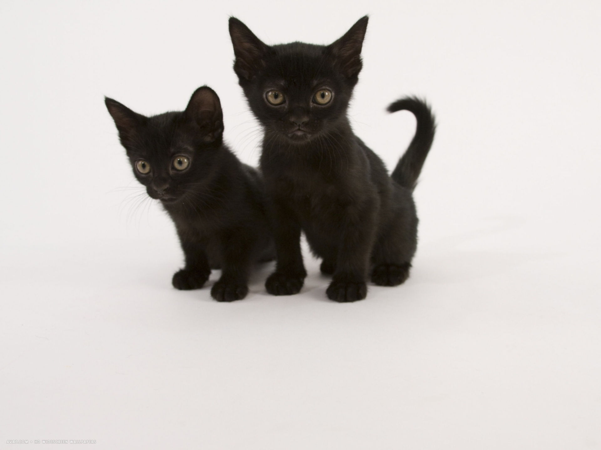Two Cute Black Bombay Cat Kittens