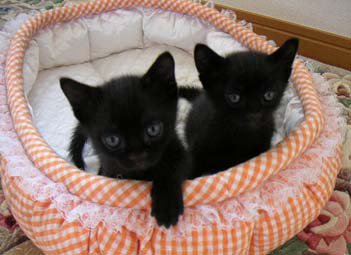 Two Cute Bombay Kittens In Basket