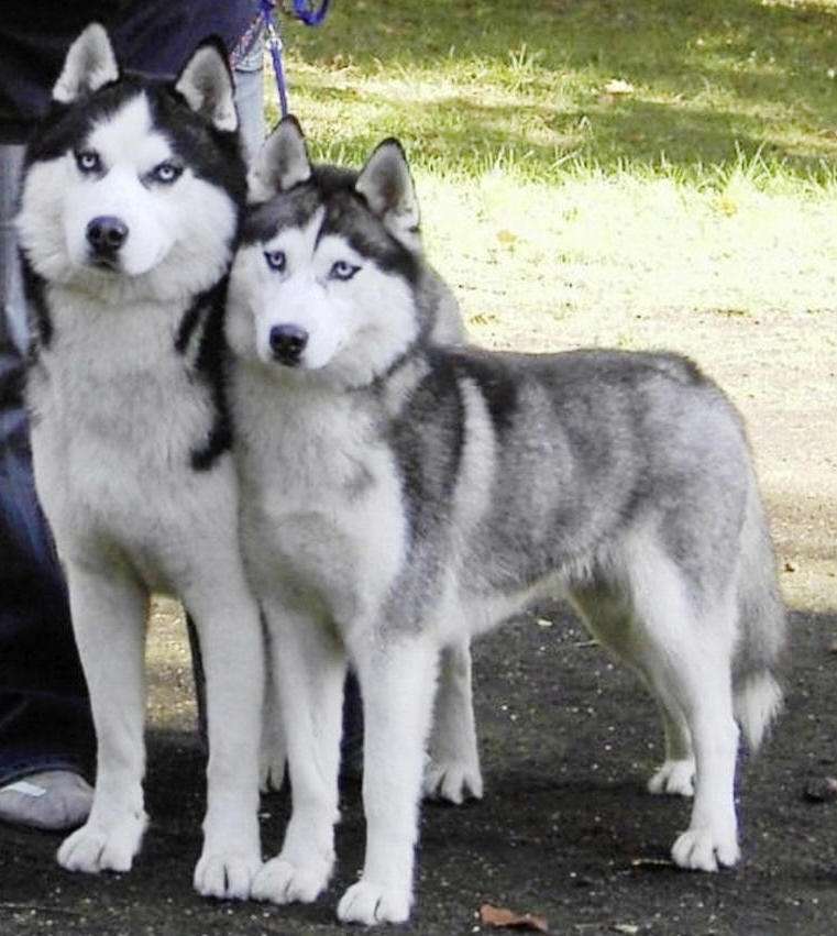 Two Pure Siberian Husky Breed Dogs