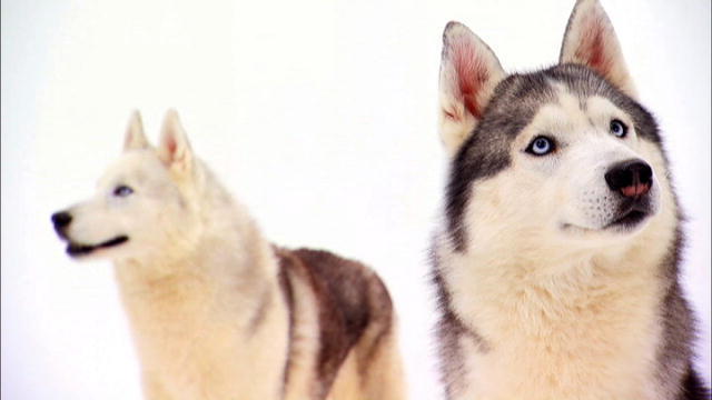 Two Siberian Husky Dogs Photo