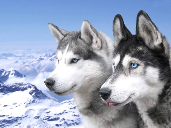 Two Siberian Husky Dogs Picture