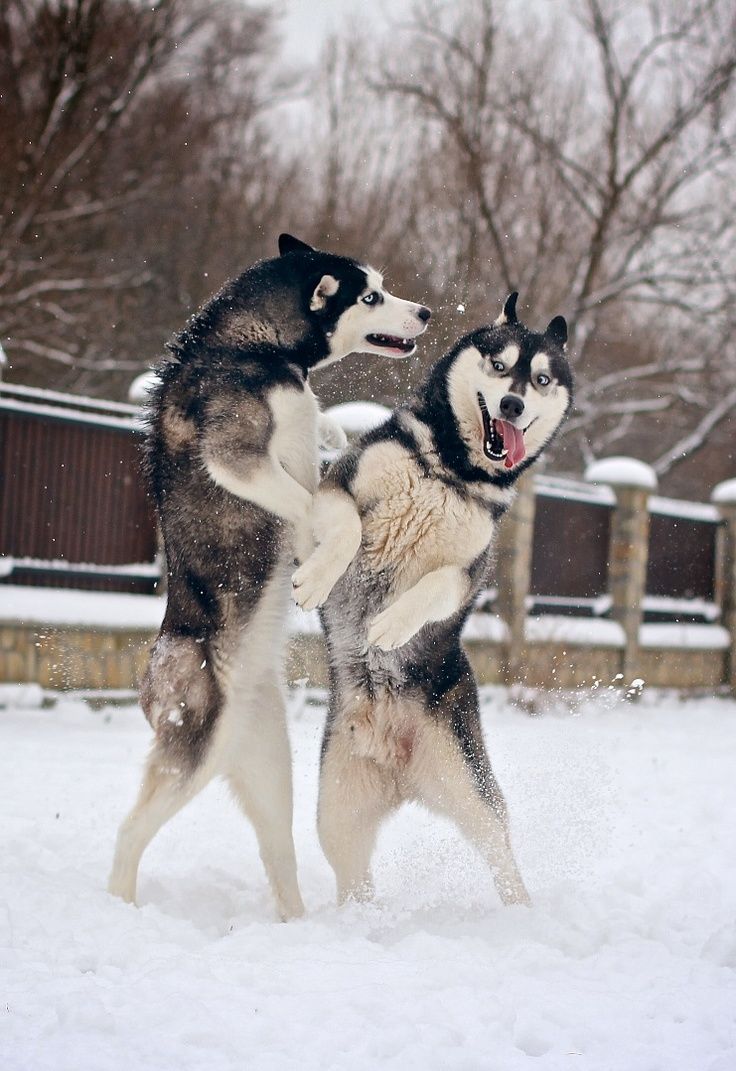 Two Siberian Husky Dogs Playing In Snow