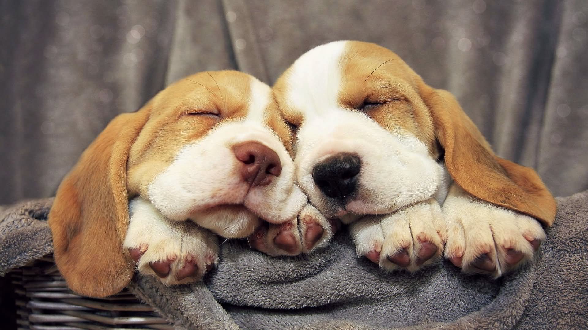 Two Sleeping Beagle Puppies