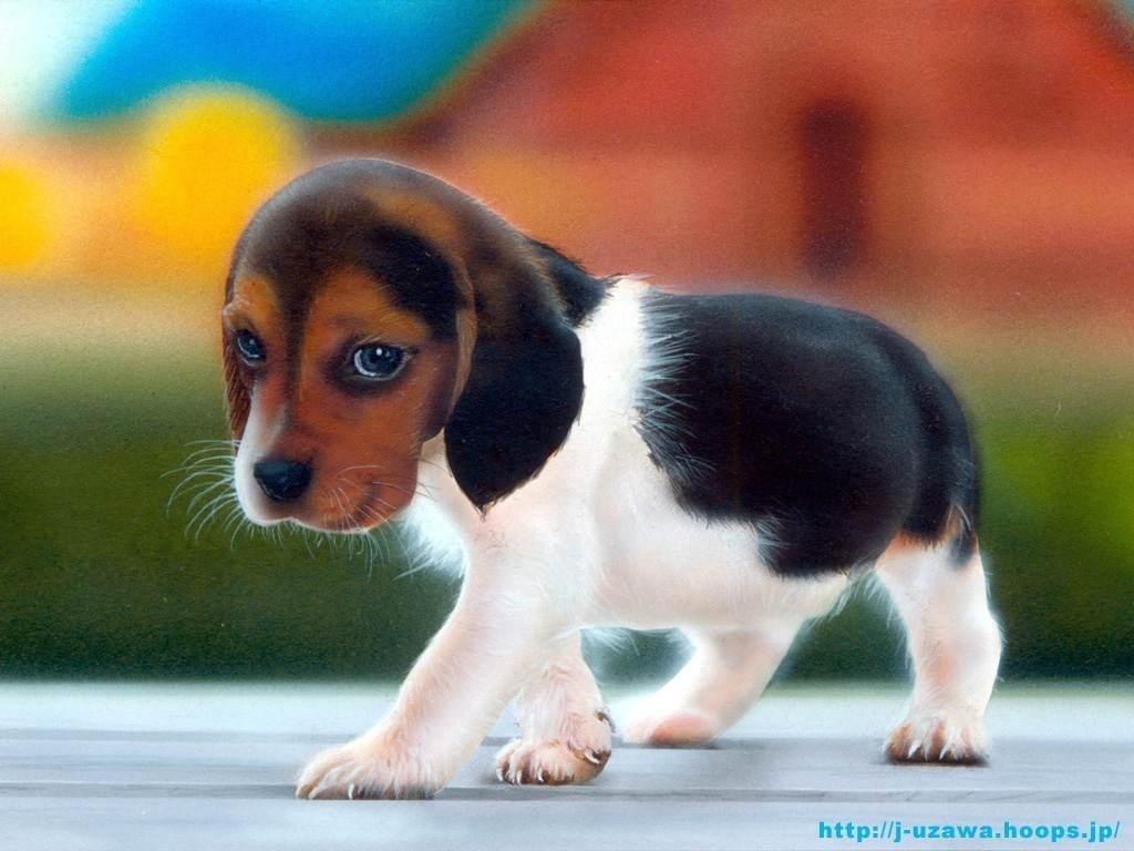 Very Cute Beagle Puppy Dog Picture