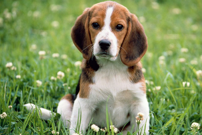 Very Cute Beagle Puppy Sitting On Grass