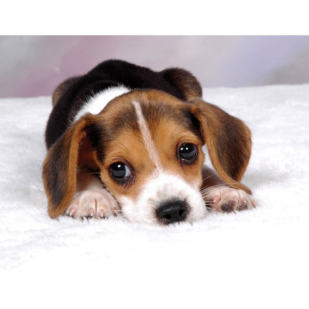 Very Cute Little Beagle Puppy Laying Down