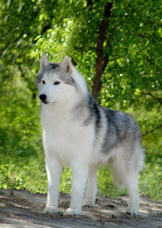 50+ Very Beautiful Siberian Husky Dog Photos And Pictures