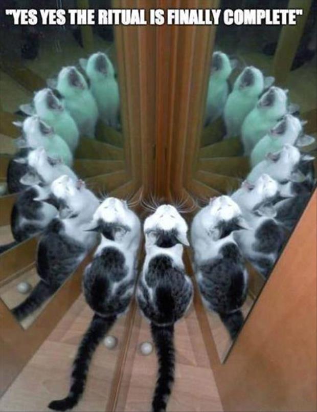 Yes The Ritual Is Finally Complete Funny Mirror And Cat