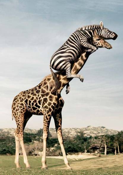 Zebra On Giraffe Neck Funny Image