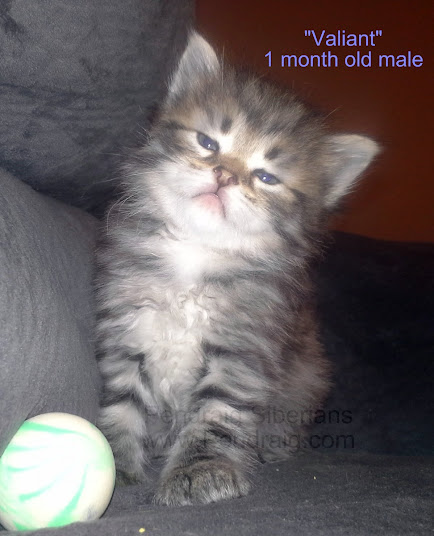 1 Month Old Grey Tabby Siberian Kitten Sitting