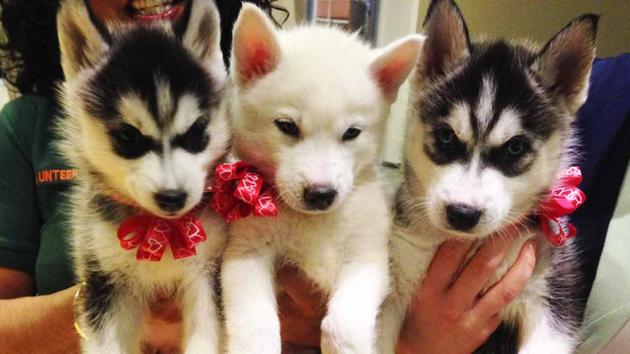 1 Month Old Siberian Husky Puppies