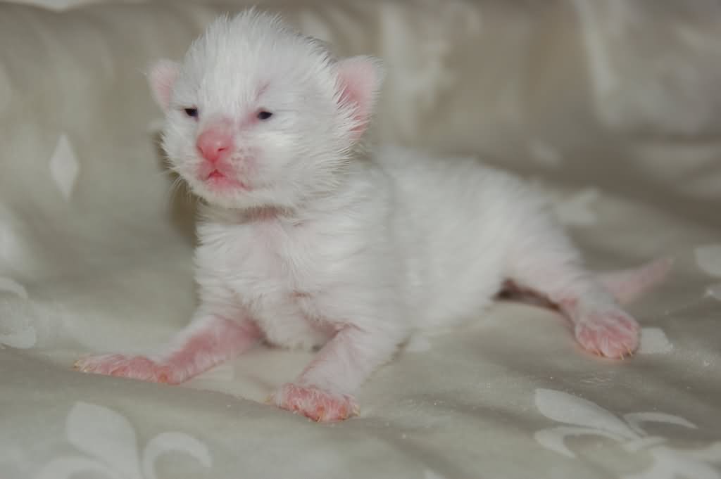 1 Week Old White Norwegian Forest Kitten