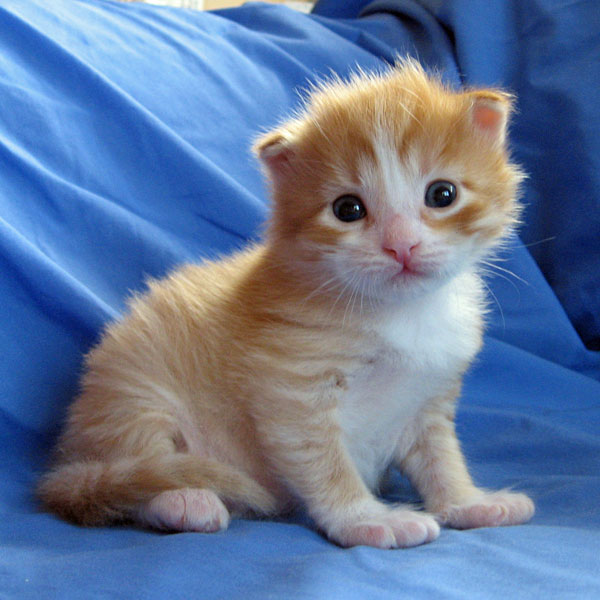 17 Days Old Orange Siberian Kitten Sitting